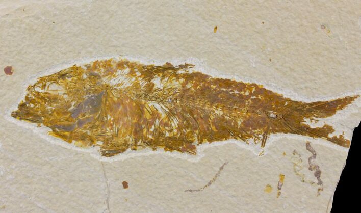 Bargain Fossil Fish (Knightia) - Wyoming #150609